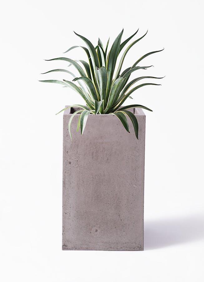 観葉植物 アガベ 7号 ベネズエラ セドナロング グレイ 付き 観葉植物ならhitohana ひとはな 観葉植物 アガベ 7号 ベネズエラ セドナロング グレイ 付き 観葉植物ならhitohana ひとはな