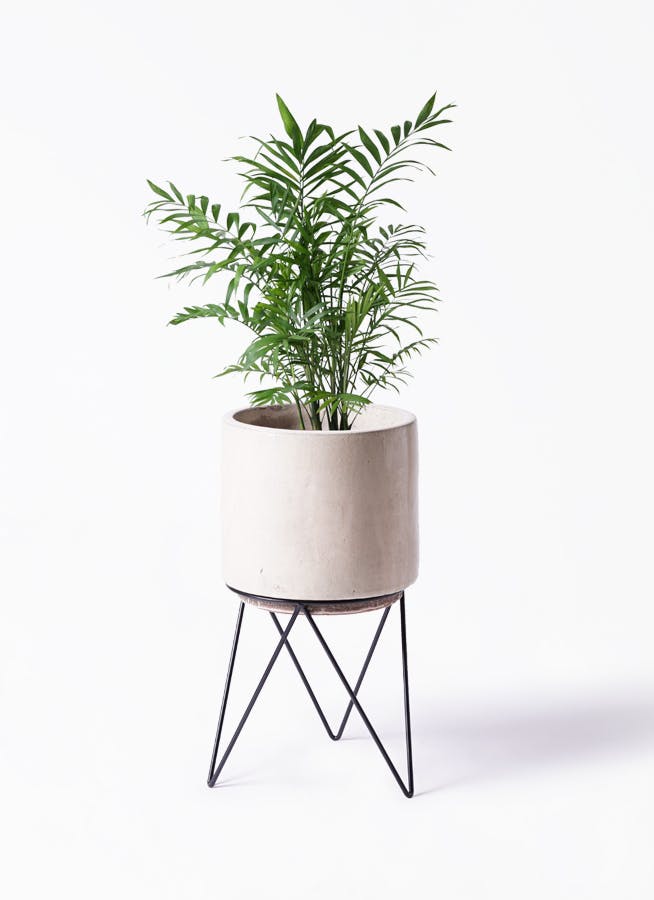 観葉植物 テーブルヤシ 7号 ビトロ エンデカ クリーム アイアンポットスタンド ブラック 付き 観葉植物ならhitohana ひとはな