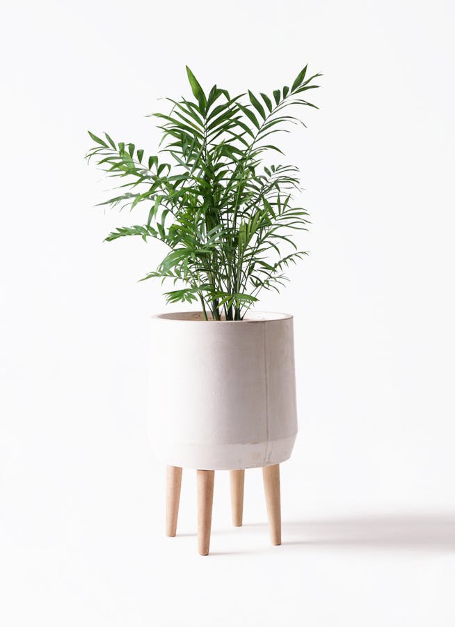 テーブルヤシ 7号 | 観葉植物 | インテリアやギフトに - Hitohana