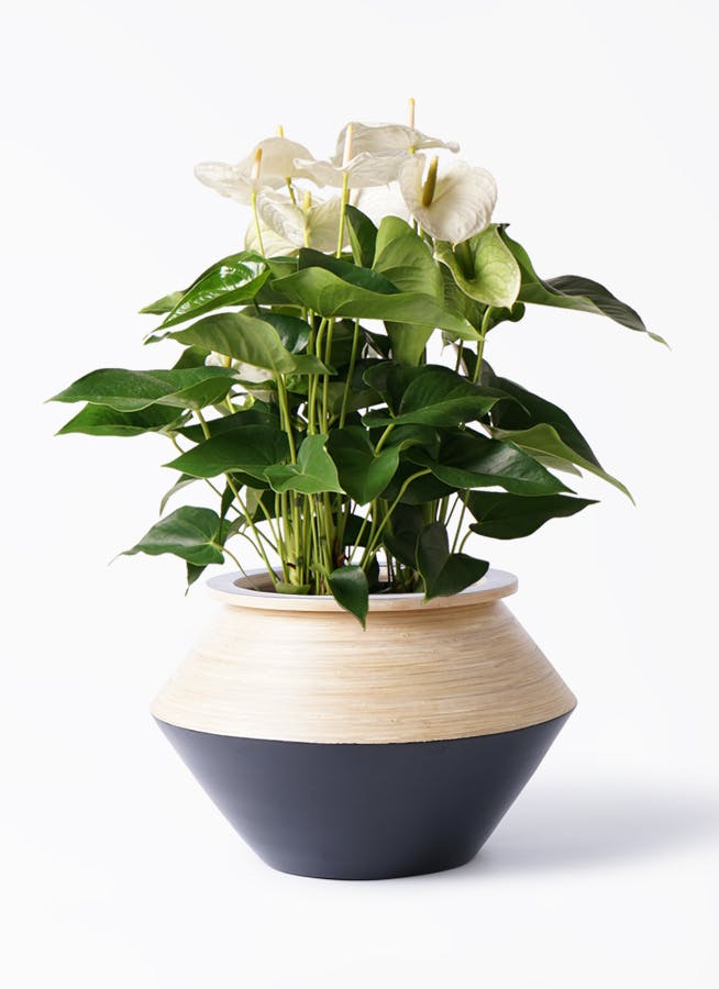 アンスリウム 8号 | 観葉植物 | 送料無料でお届け - Hitohana（ひとはな）