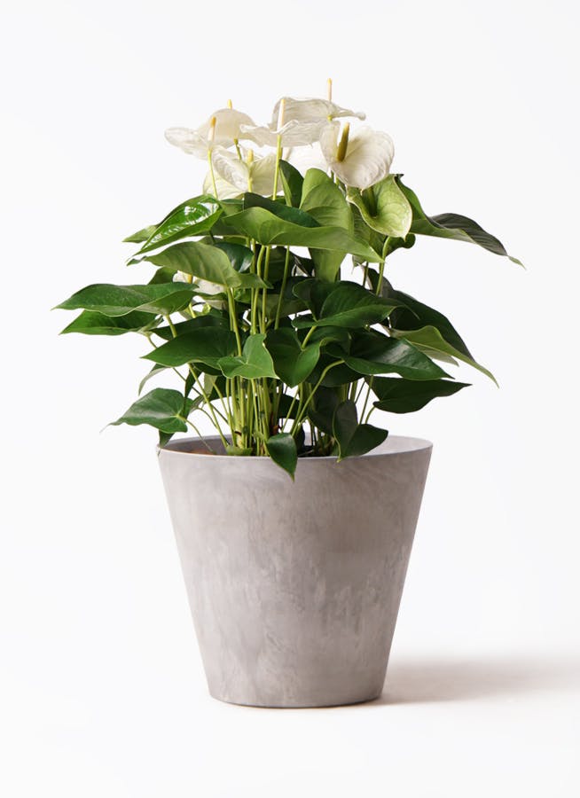 アンスリウム 8号 | 観葉植物 | 送料無料でお届け - Hitohana（ひとはな）