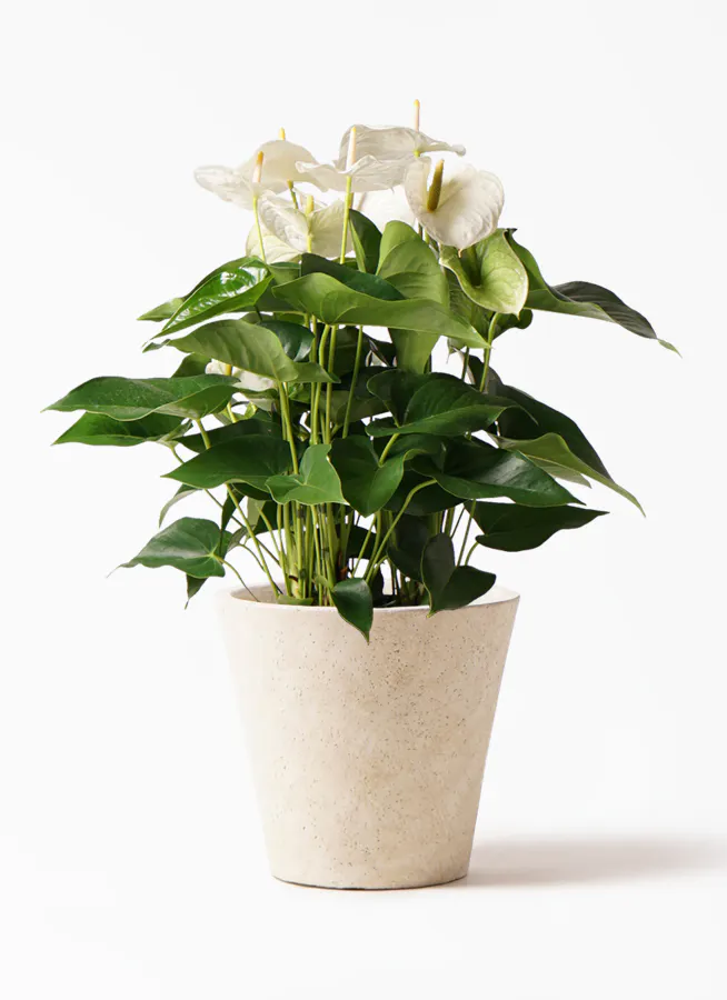 観葉植物 アンスリウム 8号 スミ フォリオソリッド クリーム 付き 観葉植物ならhitohana ひとはな