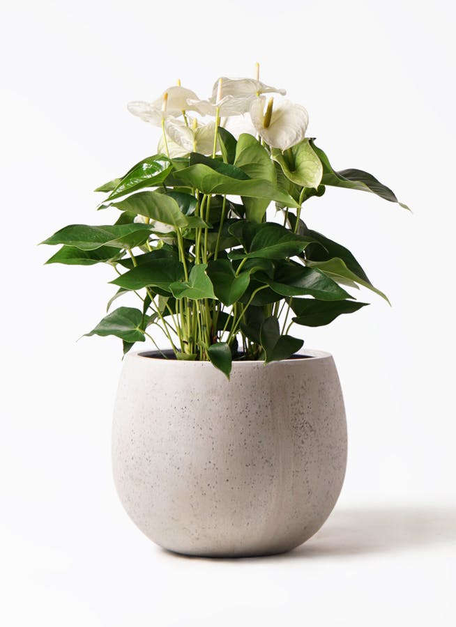 H*S様 アンスリウム subsignatum 長葉個体 H*S様 アンスリウム subsignatum 長葉個体 H*S様 アンスリウム