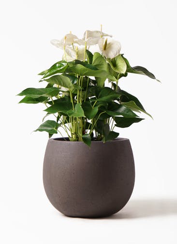 観葉植物 アンスリウム 8号 ホワイト テラニアス ローバルーン アンティークブラウン 付き