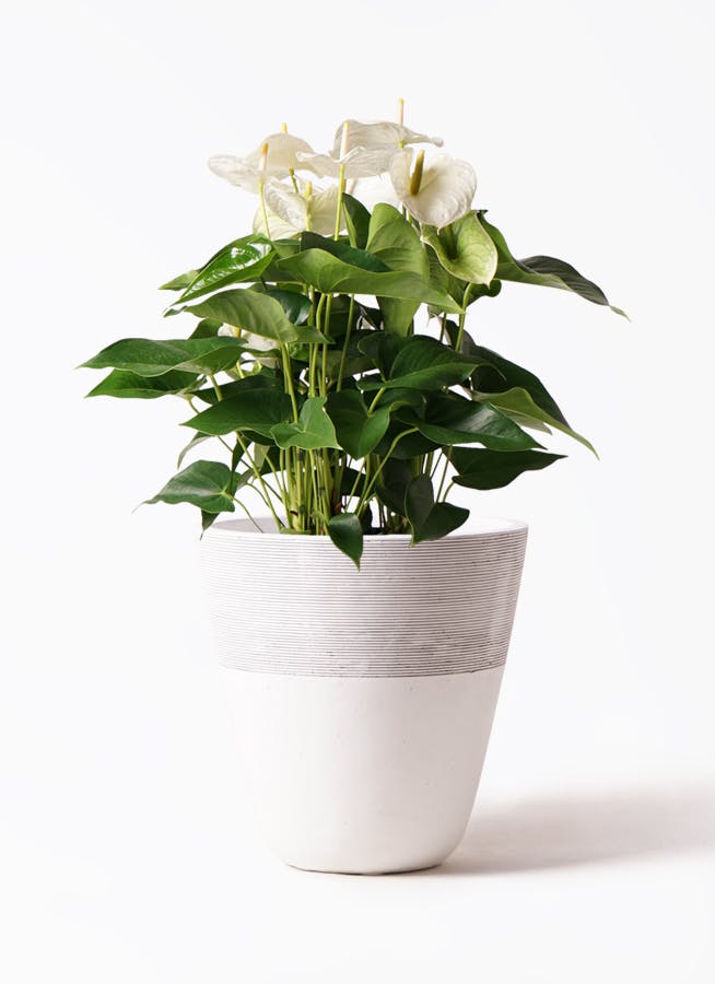 観葉植物 アンスリウム 8号 ホワイト ジュピター 白 付き | 観葉植物