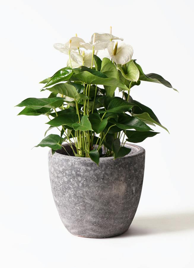 アンスリウム 8号 | 観葉植物 | 送料無料でお届け - Hitohana（ひとはな）