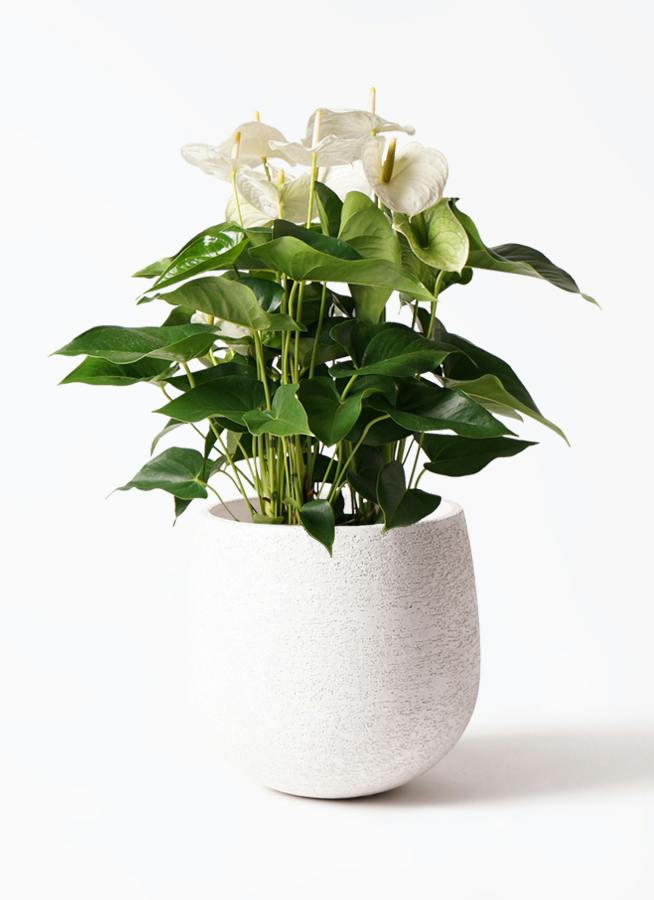 アンスリウム 8号 | 観葉植物 | 送料無料でお届け - Hitohana（ひとはな）