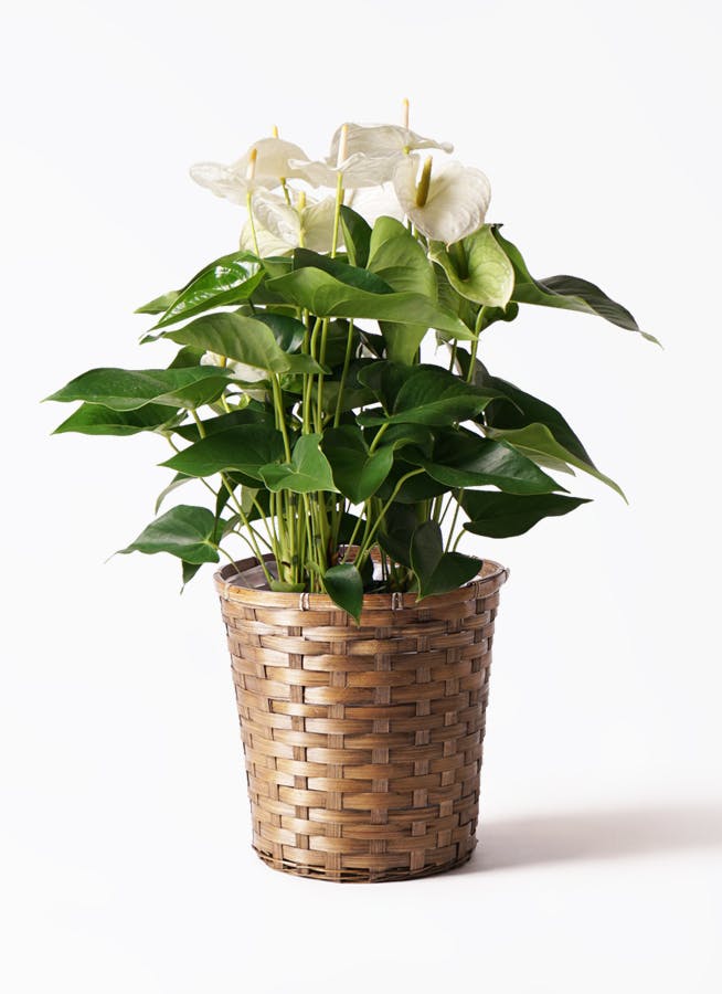 観葉植物 アンスリウム 8号 ホワイト 竹バスケット 付き | 観葉植物