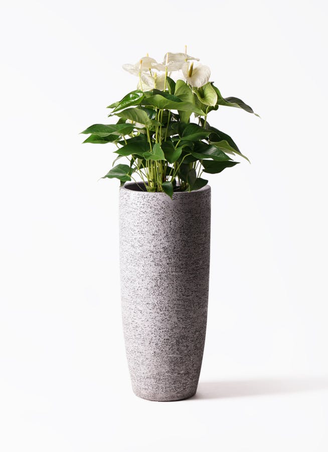 アンスリウム 8号 | 観葉植物 | 送料無料でお届け - Hitohana（ひとはな）