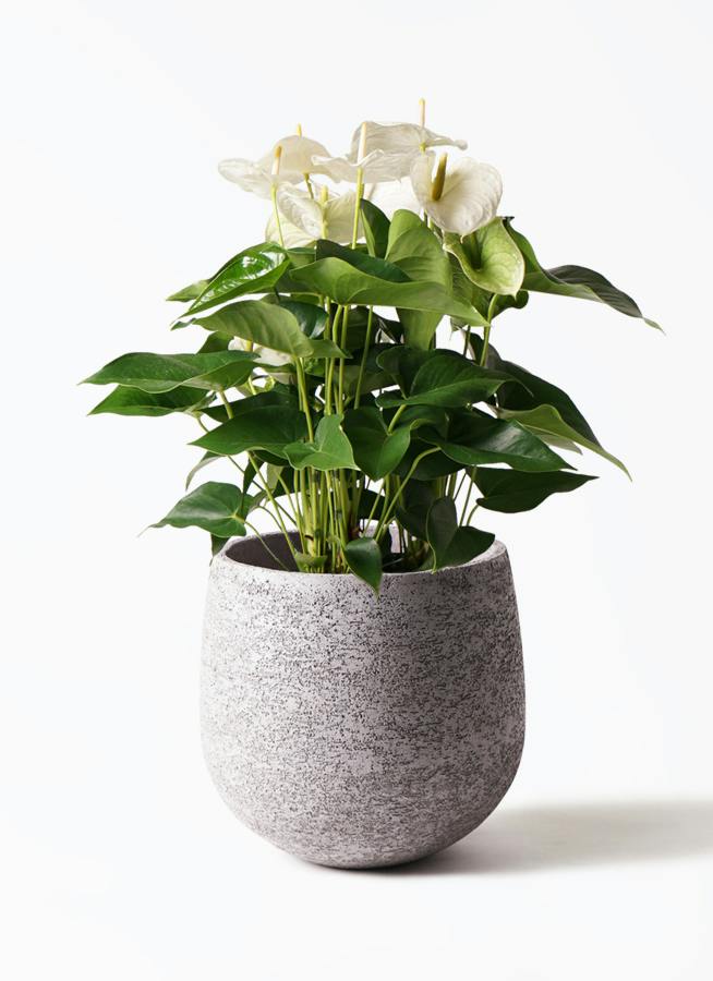 アンスリウム 8号 | 観葉植物 | 送料無料でお届け - Hitohana（ひとはな）