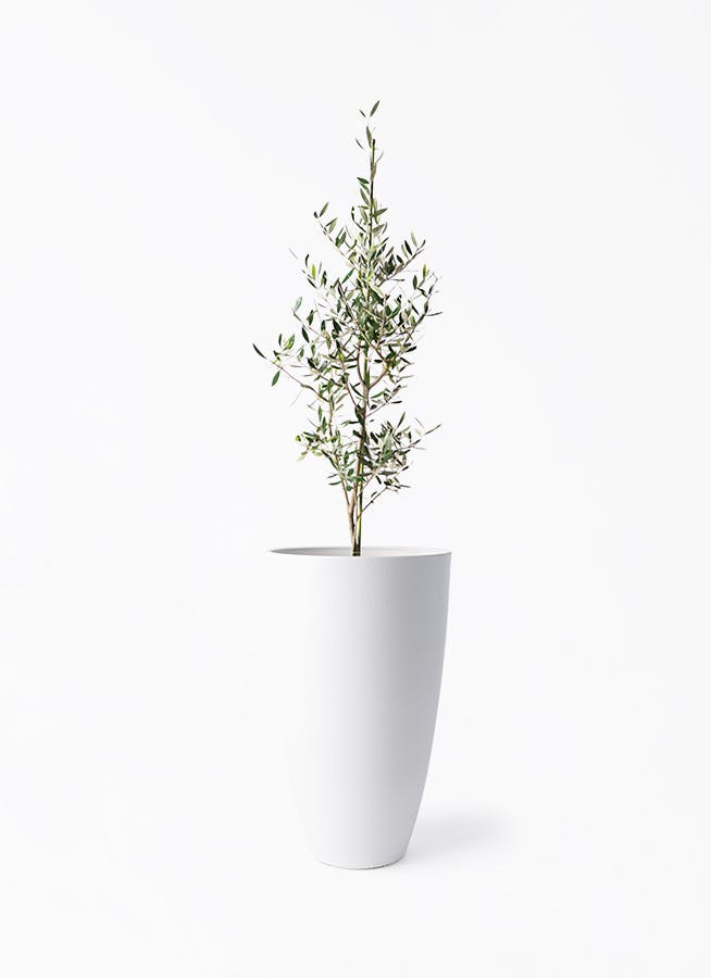 観葉植物 オリーブの木 8号 ピクアル フォレスト トール ホワイト 付き
