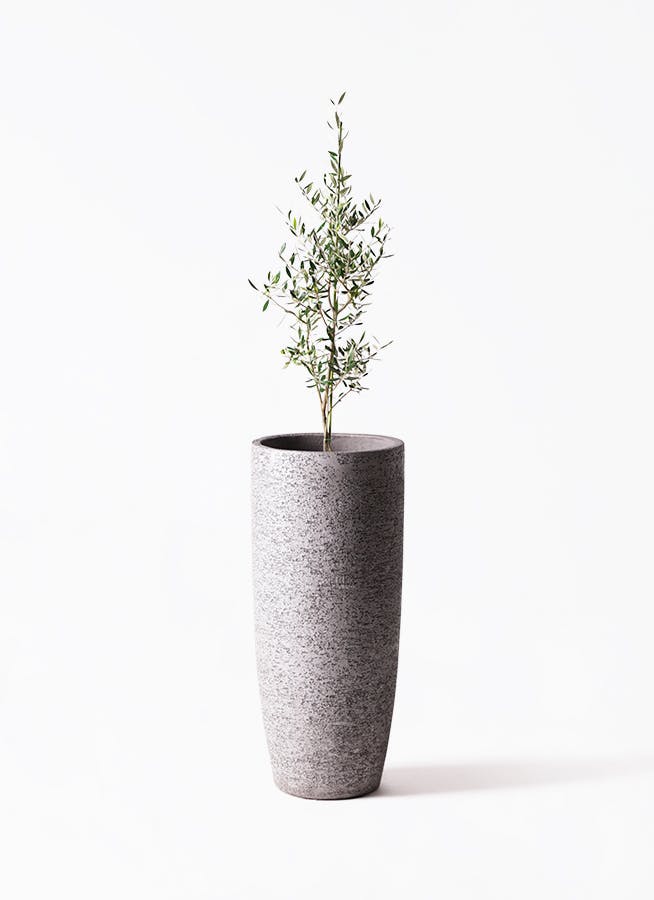 観葉植物 ウンナンシュロチク 8号 Eco Stone（エコストーン） トール
