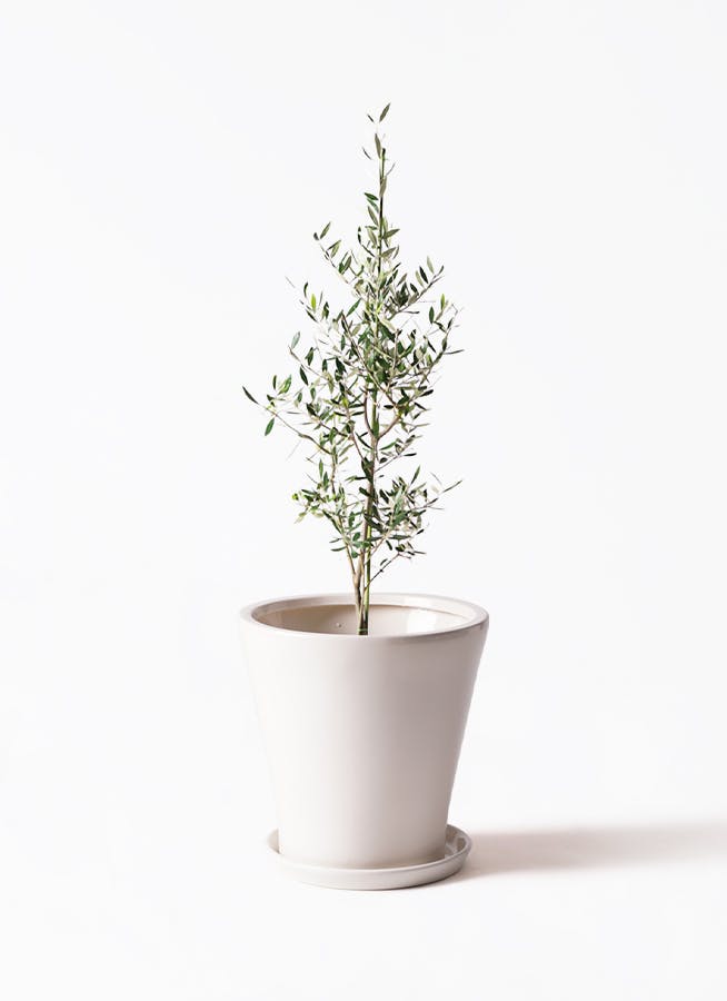 観葉植物 ユッカ 8号 曲り サブリナ 白 付き | 観葉植物ならHitoHana