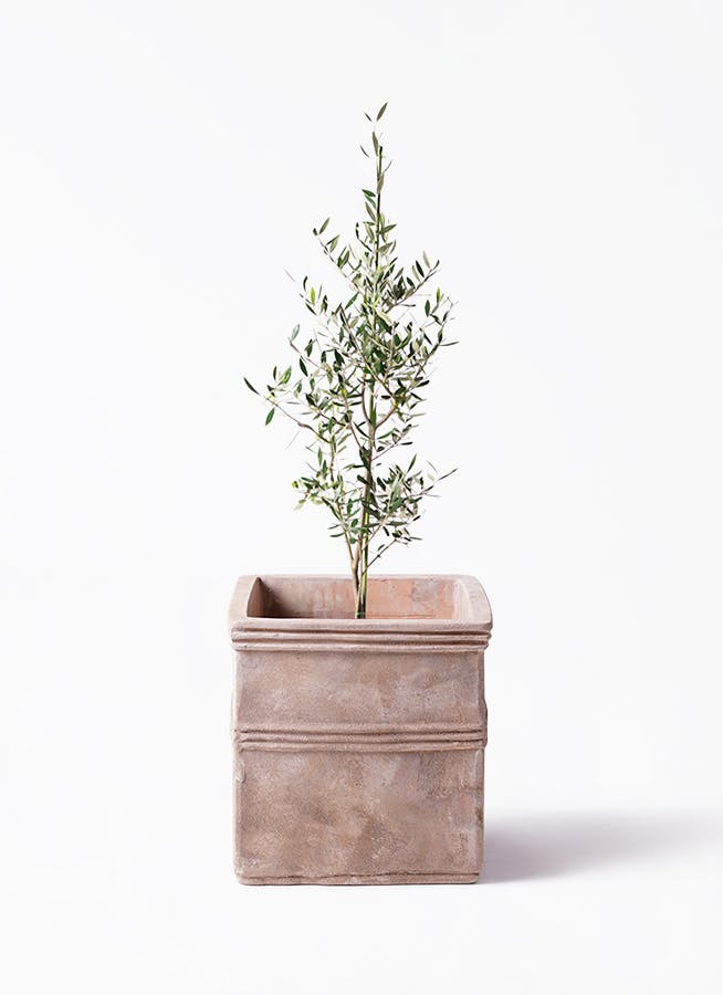 観葉植物 オリーブの木 8号 ハーディーズマンモス テラアストラ