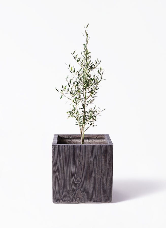 観葉植物 ユッカ 8号 ロストラータ ベータ キューブプランター ウッド