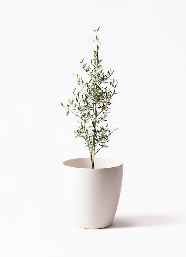 観葉植物 オリーブの木 8号 ルッカ ラスターポット 付き / 小倉園