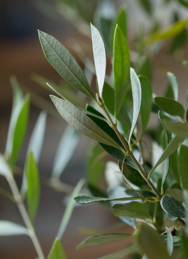 観葉植物 オリーブの木 8号 コロネイキ エステリ グリーン 付き / 小倉