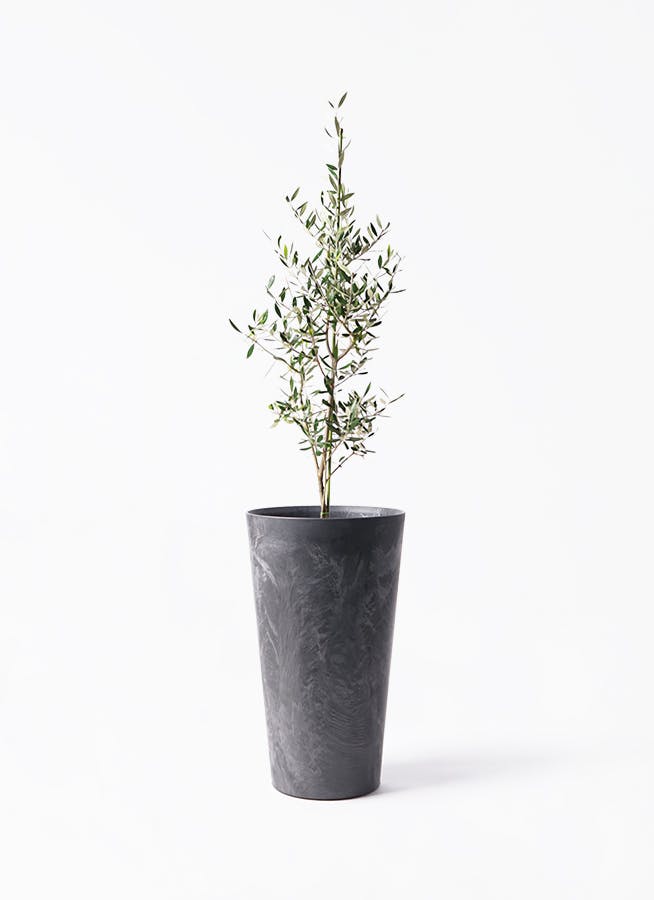 観葉植物 カシワバゴムの木 バンビーノ 8号 曲がり アートストーン