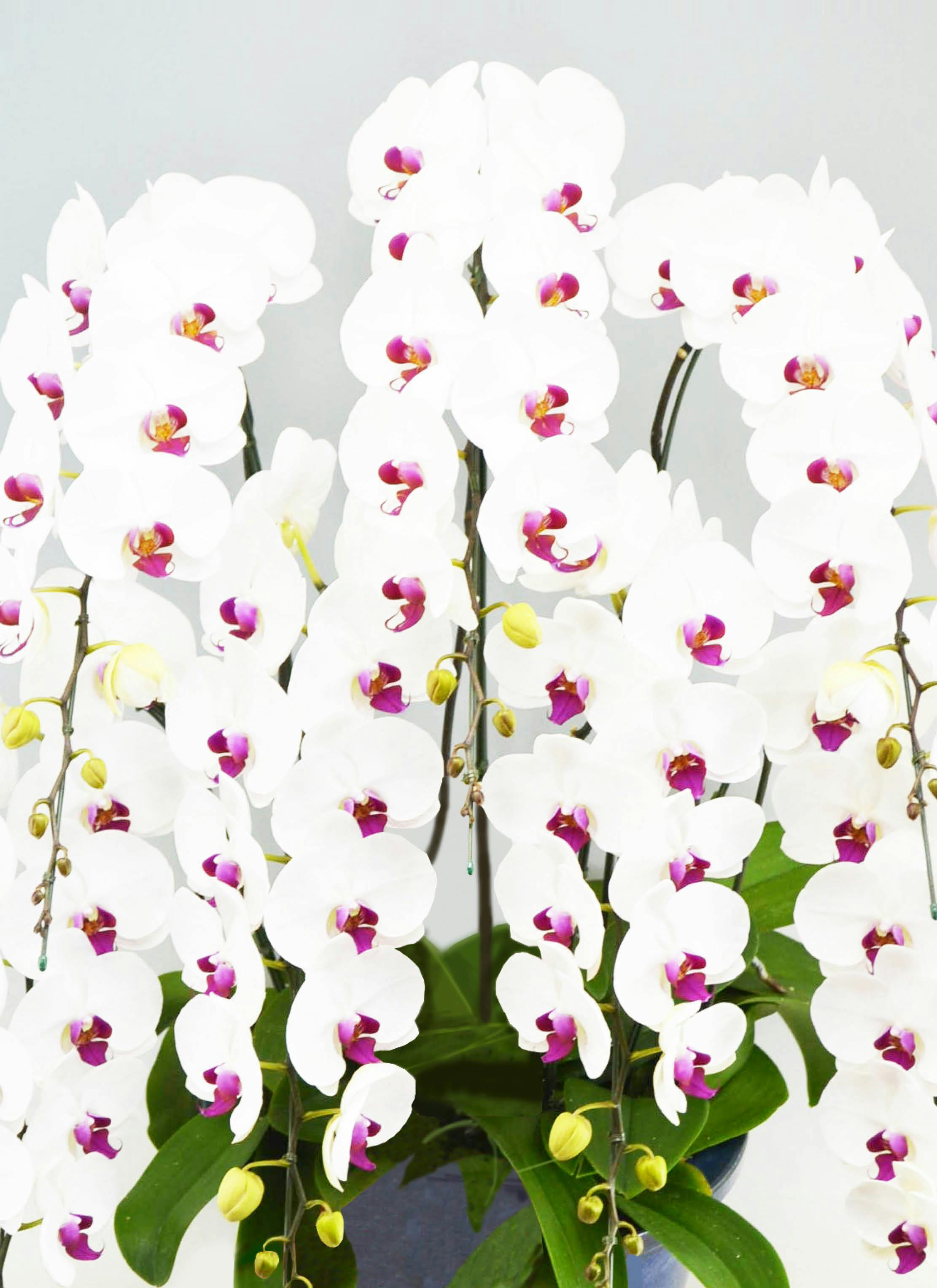 胡蝶蘭大輪 赤リップ 7本立ち 70輪〜81輪前後 | 胡蝶蘭ならHitoHana