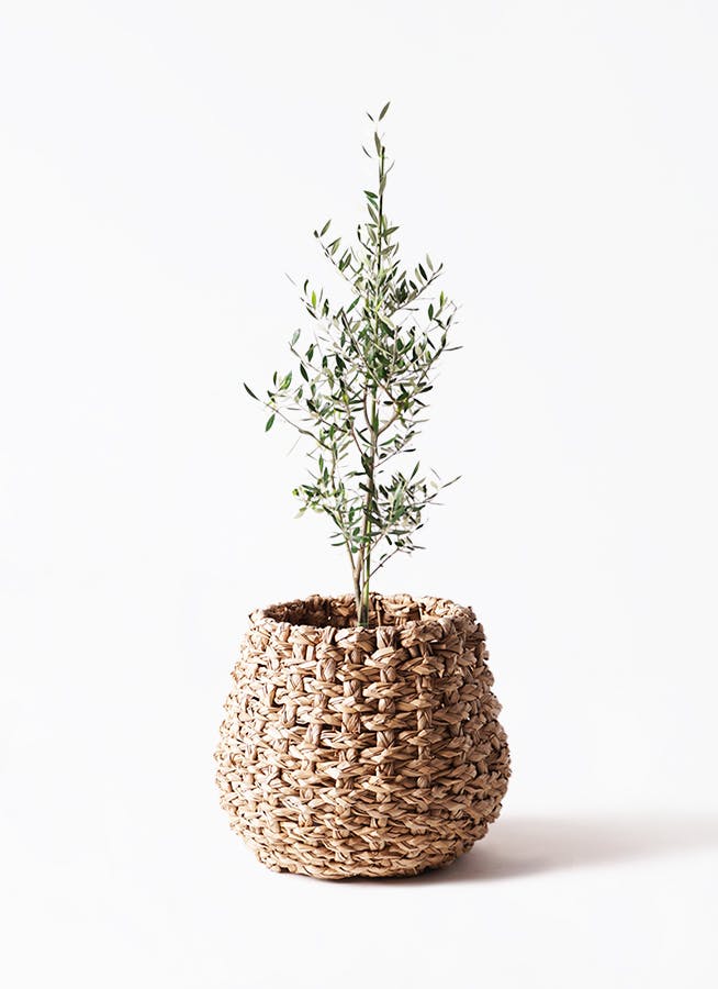 観葉植物 フィロデンドロン 8号 セローム ヒトデカズラ 根あがり