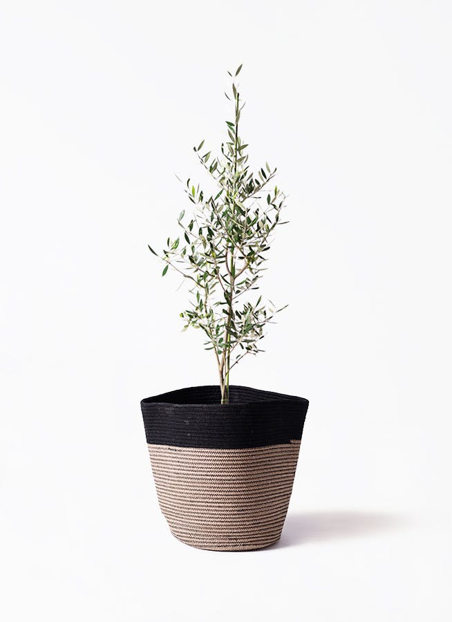 観葉植物 オリーブの木 8号 マンザニロ Rib Basket (リブ