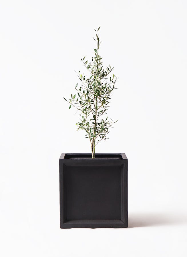 観葉植物 カシワバゴムの木 バンビーノ 8号 曲がり ブリティッシュ
