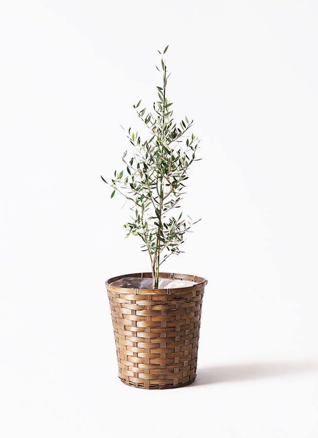 観葉植物 シュロチク（棕櫚竹） 8号 竹バスケット 付き | 観葉植物なら