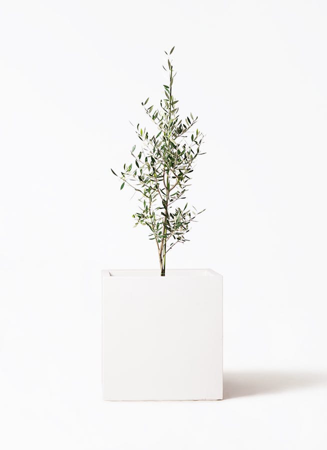 観葉植物 ユーカリ 8号 ポポラス（ポリアンセモス） バスク