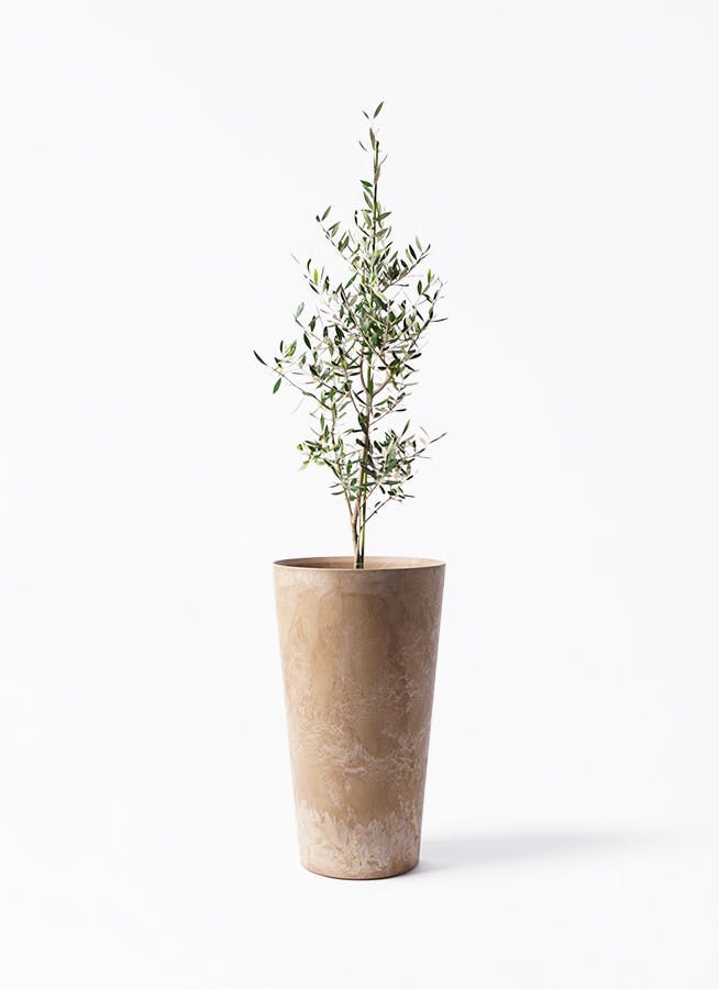観葉植物 オリーブの木 8号 カヨンヌ アートストーン トールラウンド