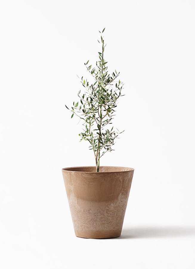 希少　オリーブ　オリーブの木　カヨンヌ　７号　鉢下から高さおよそ100cm 観葉植物 オリーブの木 8号 カヨンヌ プラスチック鉢 / 小倉園