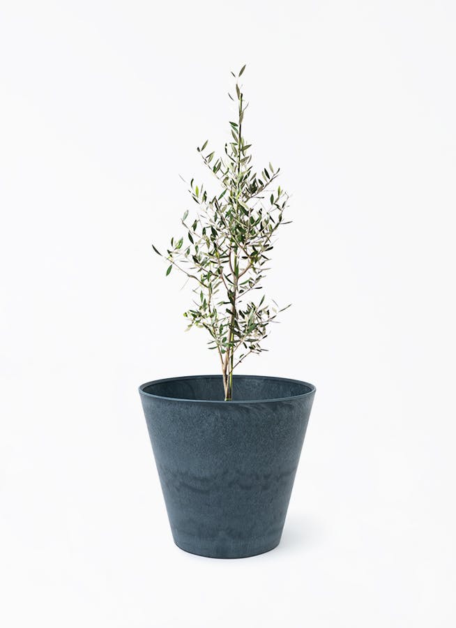 観葉植物 オリーブの木 8号 カヨンヌ アートストーン ラウンド NIGHT