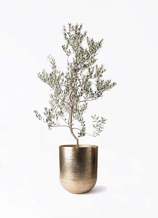 オリーブの木 レッチーノ | 観葉植物通販HitoHana(ひとはな)