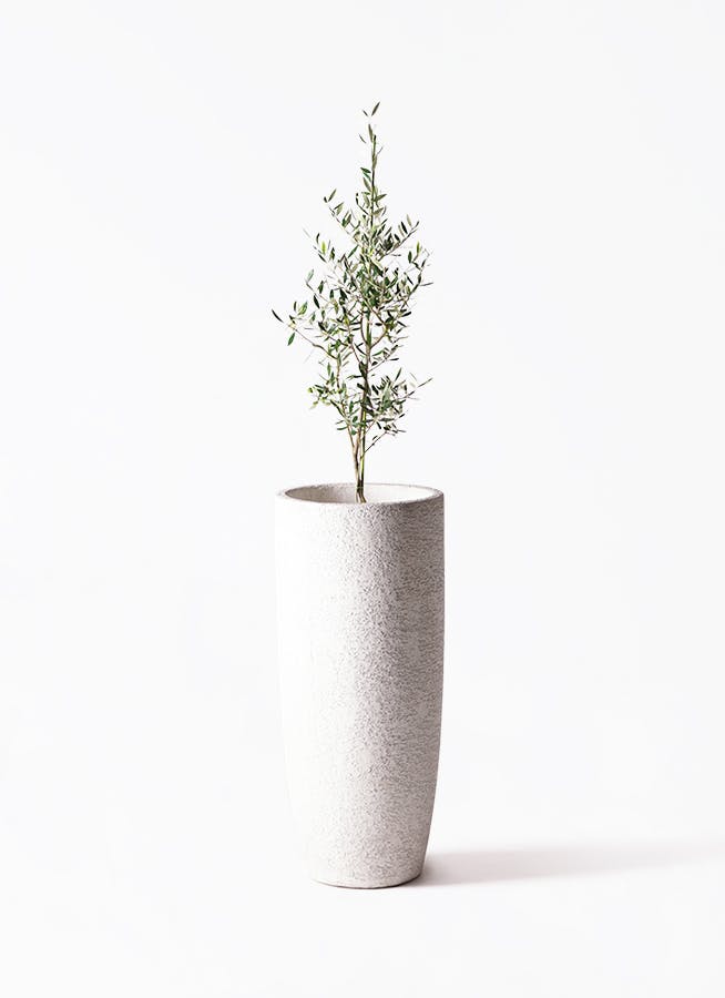 観葉植物 オリーブの木 8号 コラティーナ (コラチナ) エコストーン