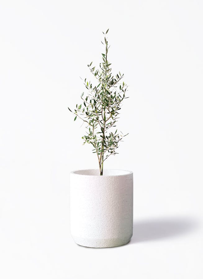 観葉植物 オリーブの木 8号 バロウニ Eco Stone (エコストーン