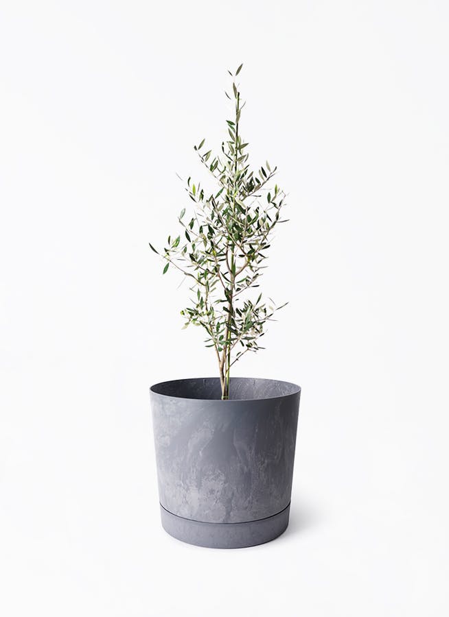 8号サイズの観葉植物 | 通販専門店 HitoHana（ひとはな）