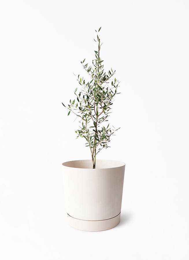 観葉植物 オリーブの木 8号 コロネイキ プロスパー トゥーボ クリーム