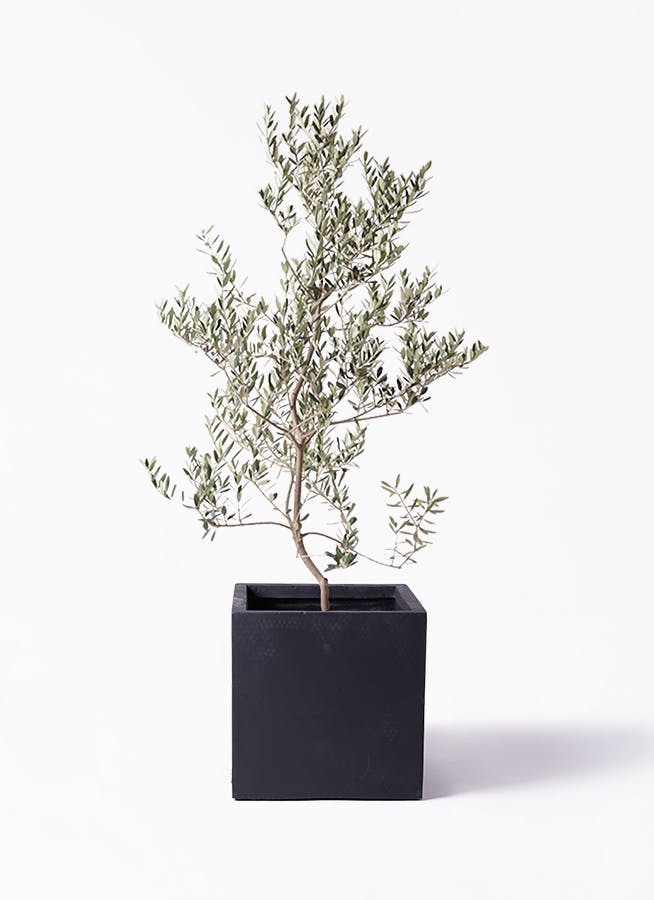 オリーブの木 レッチーノ | 観葉植物通販HitoHana(ひとはな)