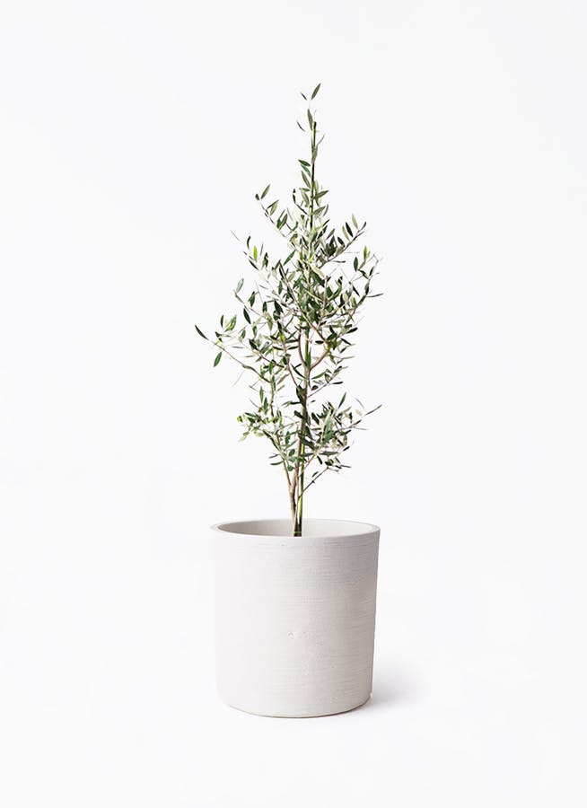 【現品】オリーブ　8号（1）ルッカ olive-lucca-50_1.jpg?1739329975