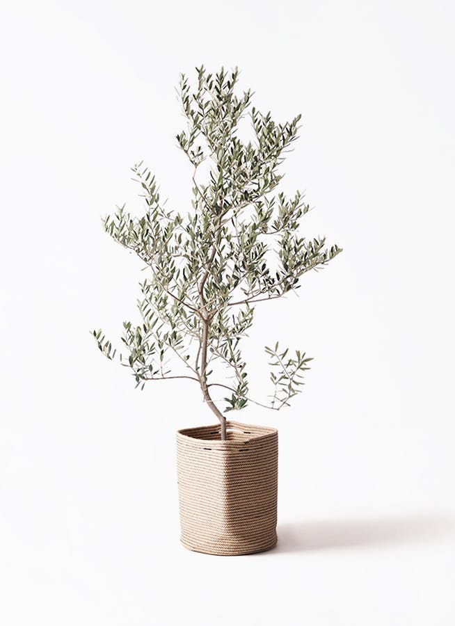 ILL　オリーブ　古木　盆栽　レッチーノ　オリーブの木 オリーブの木 レッチーノ | 観葉植物通販HitoHana(ひとはな)