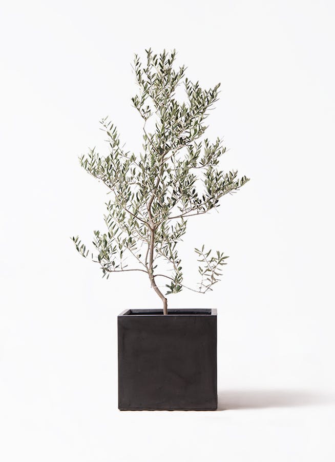 オリーブの木 レッチーノ | 観葉植物通販HitoHana(ひとはな)