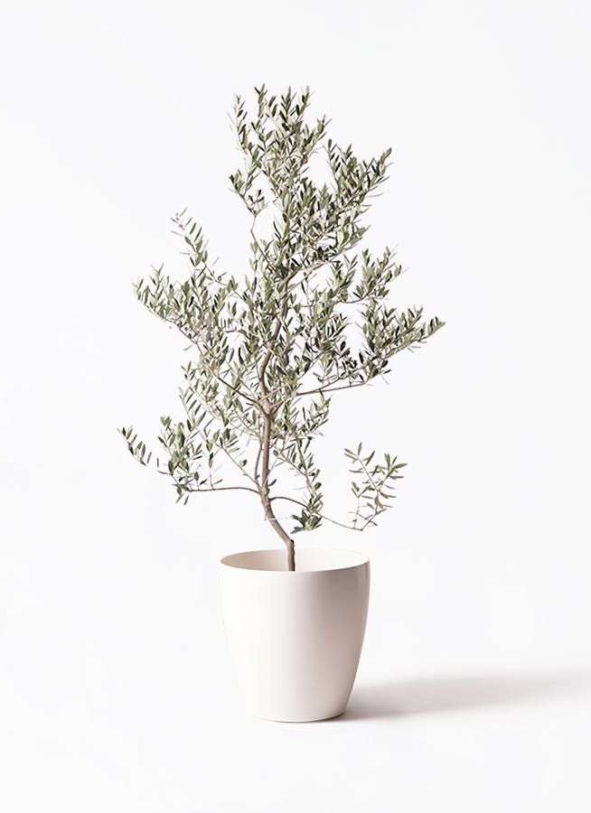 オリーブの木 レッチーノ | 観葉植物通販HitoHana(ひとはな)