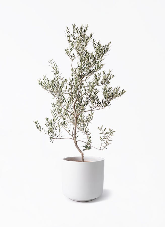 オリーブの木 レッチーノ | 観葉植物通販HitoHana(ひとはな)