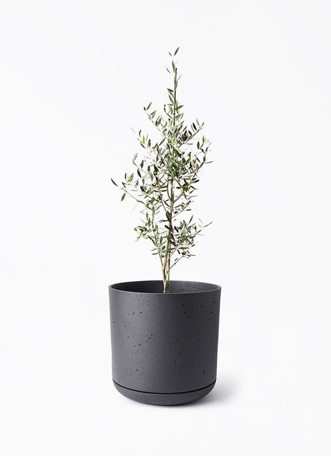 観葉植物 ドラセナ リフレクサ 8号 ライム ドゥオ ユーポット