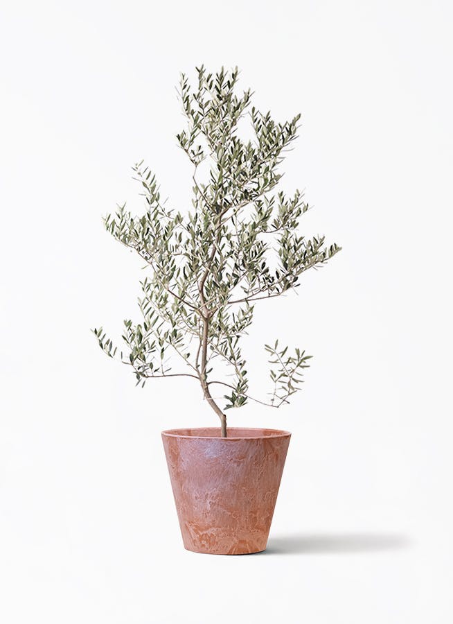 オリーブの木　レッチーノ オリーブの木 レッチーノ | 観葉植物通販HitoHana(ひとはな)