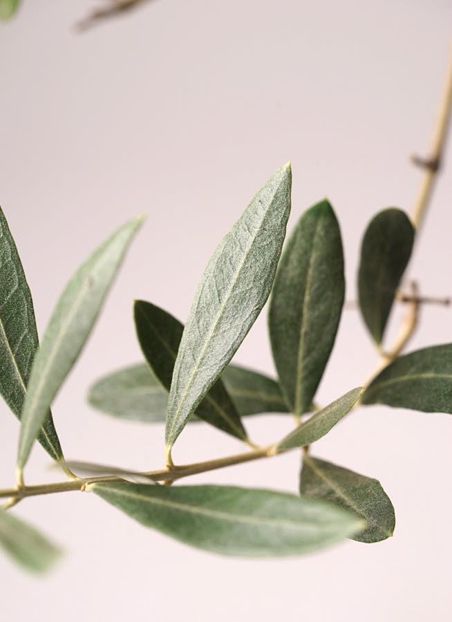 観葉植物 オリーブの木 10号 ミッション セドナロング 墨 付き