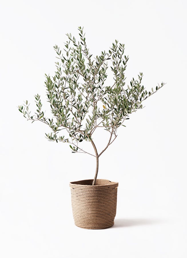 観葉植物 オリーブの木 8号 ハーディーズマンモス リブバスケット