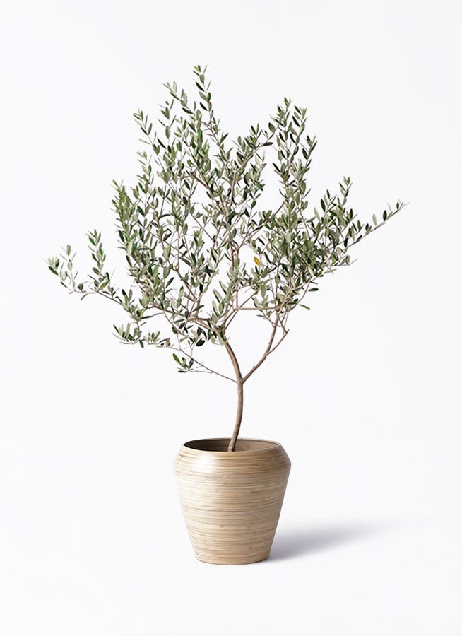 観葉植物 カシワバゴムの木 バンビーノ 8号 曲がり アルマ ミドル 付き