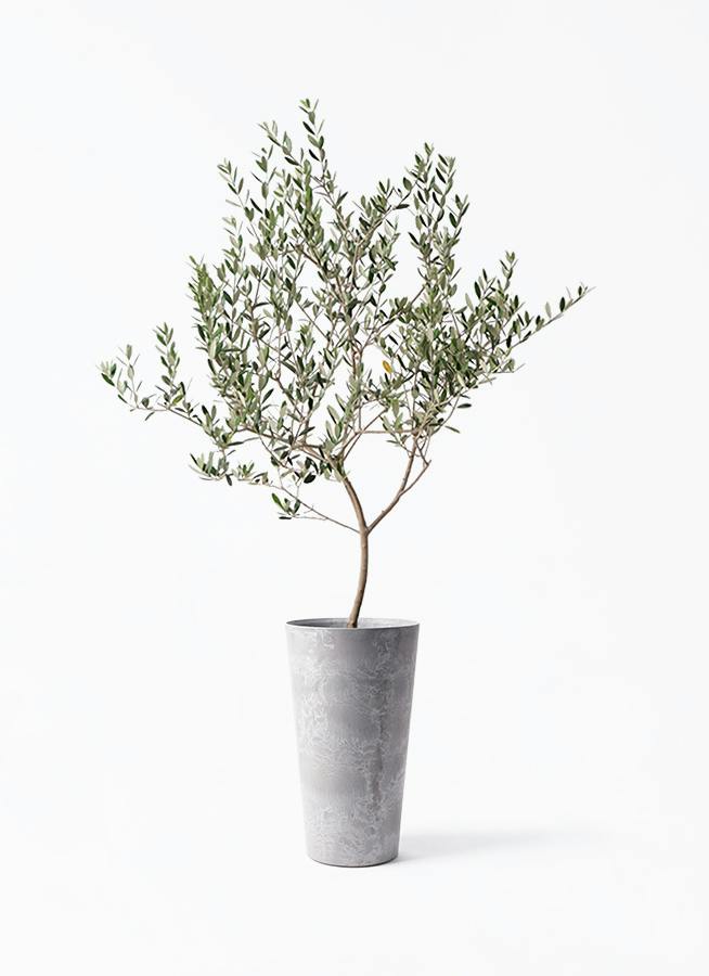 観葉植物 オリーブの木 8号 オヒブランカ アートストーン トール