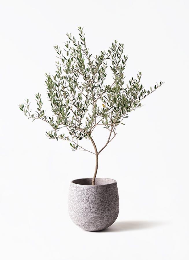 olive-manzanillo-305_1.jpg