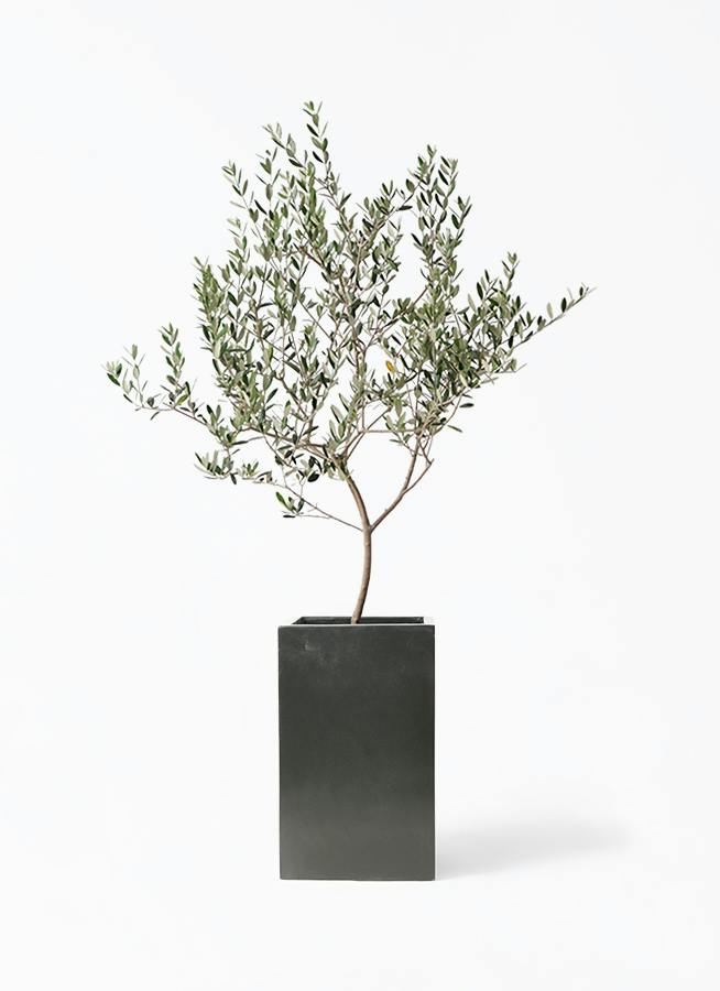 観葉植物 ユッカ 8号 ロストラータ セドナロング 墨 付き | 観葉植物